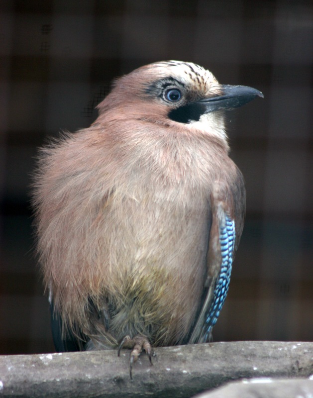 Sojka obecná, foto (c) Archiv Zoo Praha